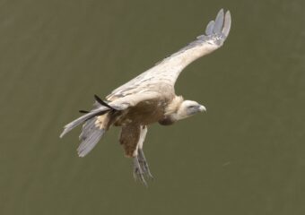 vogelreis: Voorjaar in Extremadura | Vale gier in vlucht