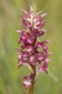 Wantsenorchis een orchidee die bloeit in Extremadura