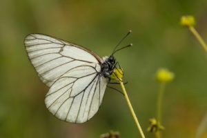 Groot geaderd witje imago op bloem Goldcrest Nature Tours