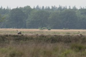 Kraanvogel op het Dwingelderveld