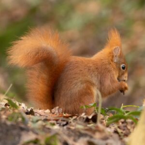 Natuurexcursie Noord-Veluwe | Rode eekhoorn