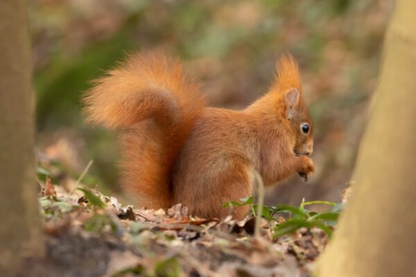 Natuurexcursie Noord-Veluwe | Rode eekhoorn