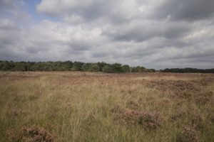 Heide in bloei Wild van de Veluwe