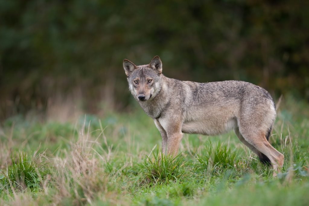 Wolf Nederland