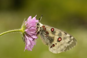 Apollovlinder op roze bloem van Beemdkroon