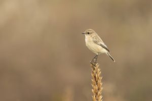 Aziatische Roodborsttapuit soortenlijst Natuur op Voorne Putten