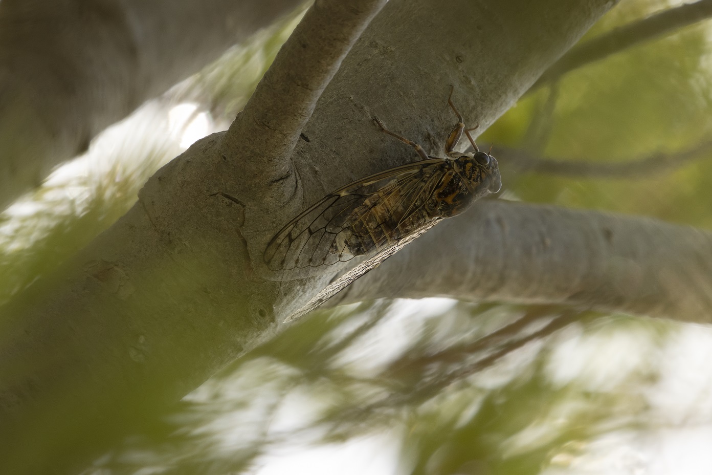 Cicade Sa Dragonera Mallorca 2021