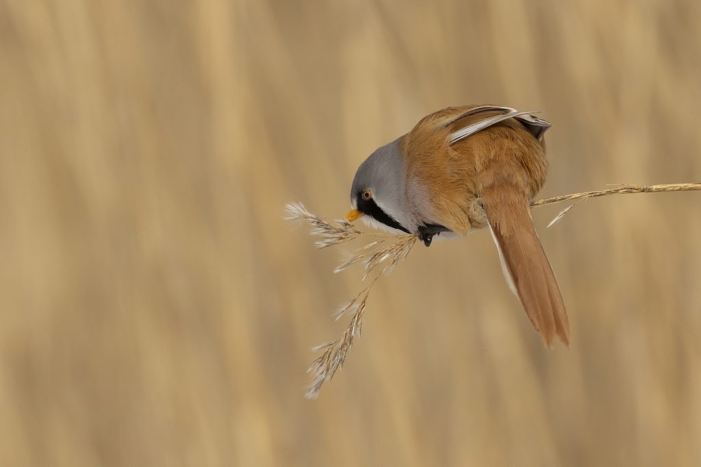 Vogelexcursie wintervogels in de Beningerslikken