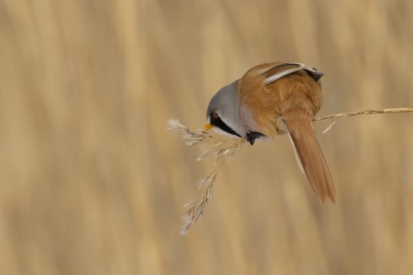 Baardman vogelexcursie wintervogels in de Beningerslikken