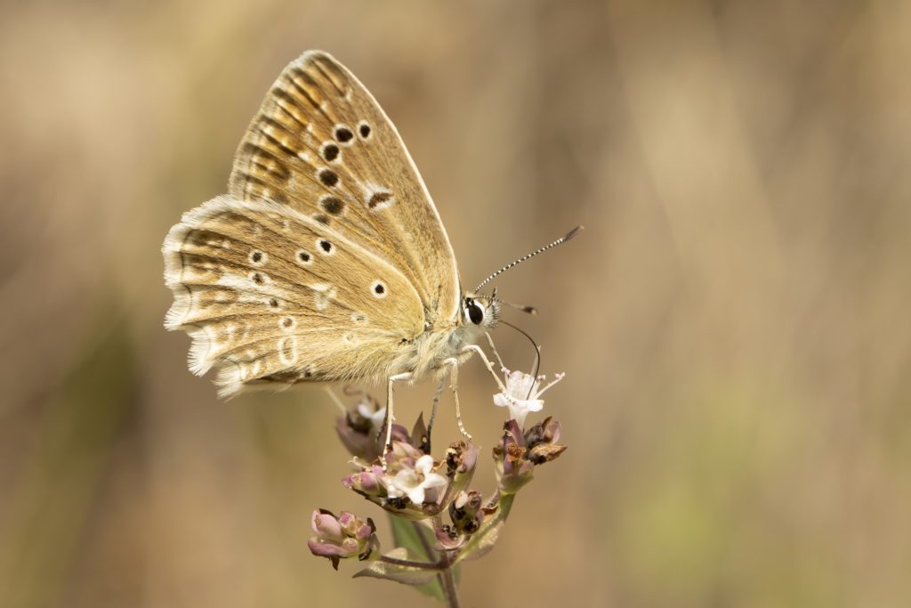 Getand blauwtje fotografiereizen macrofotografie vlinderfotografie