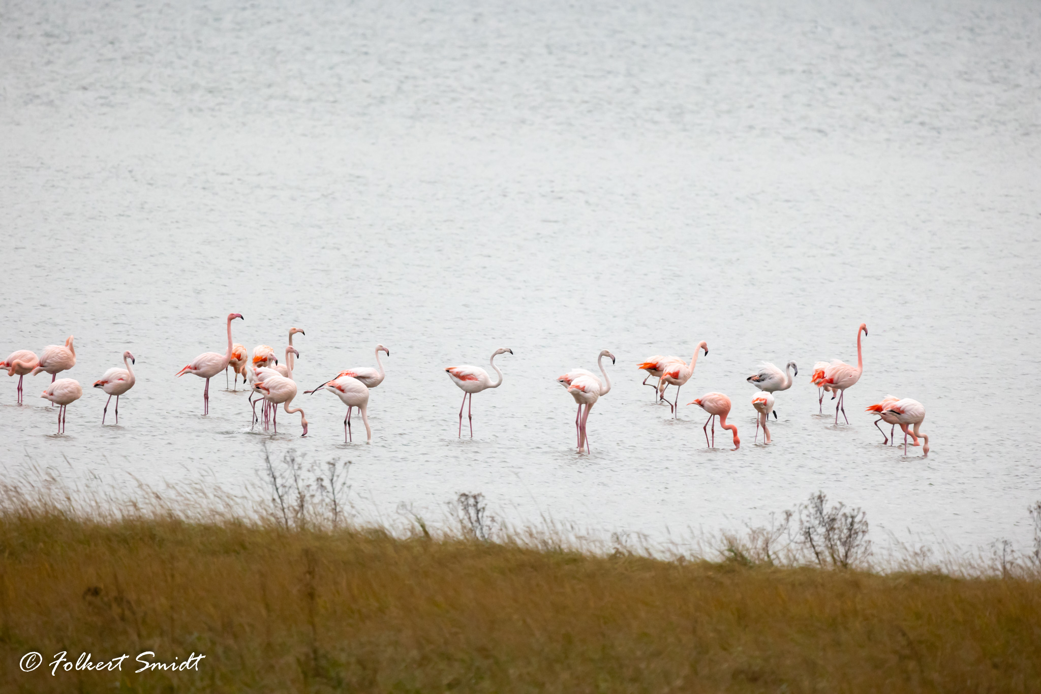 Flamingo's in de Grevelingen 