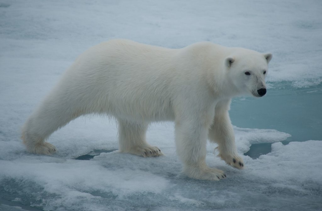 IJsbeer expeditiecruise rondom Spitsbergen