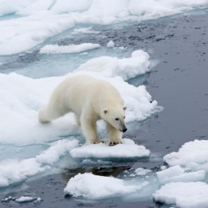 IJsbeer expeditiecruise rondom Spitsbergen