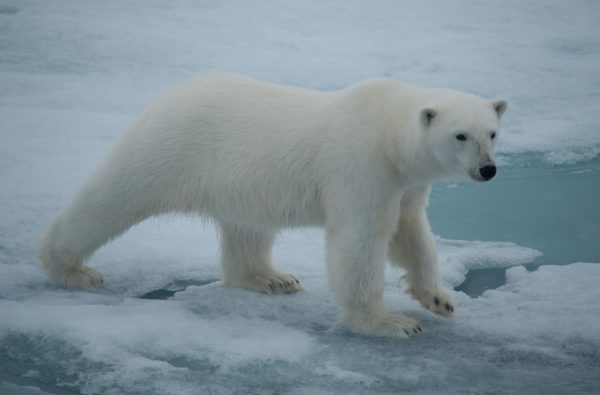 IJsbeer expeditiecruise rondom Spitsbergen