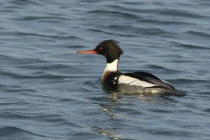 Middelste zaagbek Vogels van de Delta