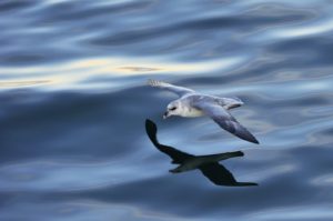 Noordse stormvogel in vlucht laag over het water