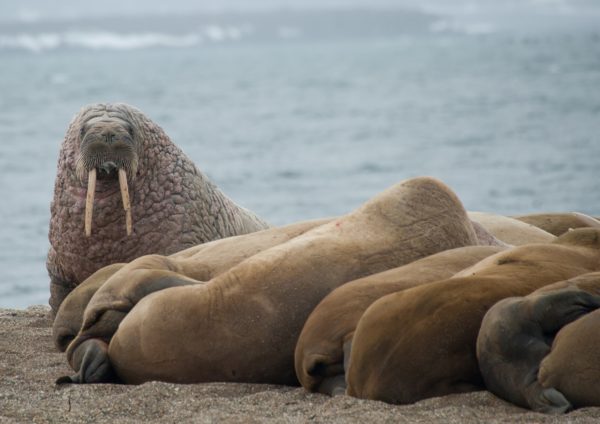 Walrus expeditiecruise rondom Spitsbergen