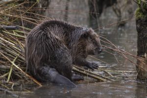 Bever varen in het domein van de Zeearend