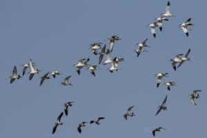 Grutto's en Kluten in vlucht weidevogels in de Bernisse
