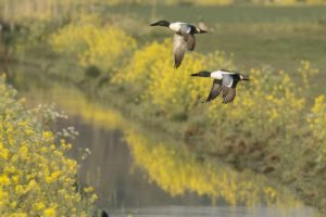 Slobeenden weidevogels in de Bernisse