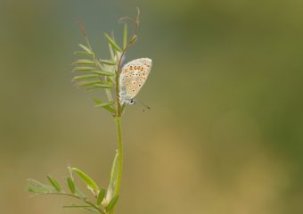 Icarusblauwtje macro natuurfotografie in de Bernisse