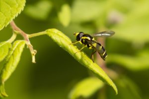 insect op blad macro natuurfotografie in de Bernisse