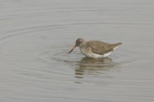 Tureluur weidevogels in de Bernisse