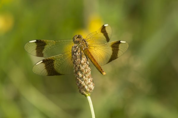 Bandheidelibel vlinders en libellen in Nationaal Landschap Winterswijk