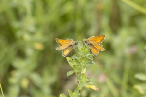 Geelsprietdikkopje vlinders en libellen in Nationaal Landschap Winterswijk