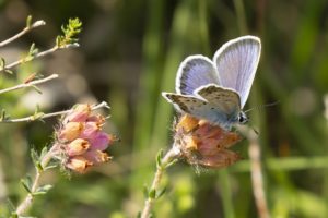 Heideblauwtje vlinders en libellen in Nationaal Landschap Winterswijk