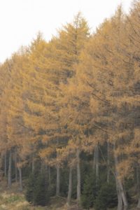 Herfstkleuren natuurschatten in de Belgische Ardennen deel II