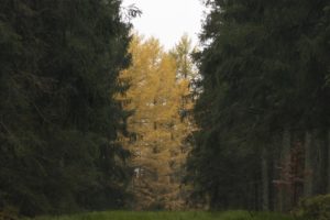 Herfstkleuren natuurschatten in de Belgische Ardennen