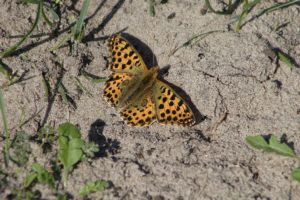 Kleine parelmoervlinder vlinders en libellen in Nationaal Landschap Winterswijk