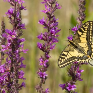 Koninginnepage vlinders en libellen in Nationaal Landschap Winterswijk