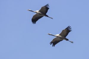 Kraanvogels in vlucht natuurschatten in de Belgische Ardennen deel II