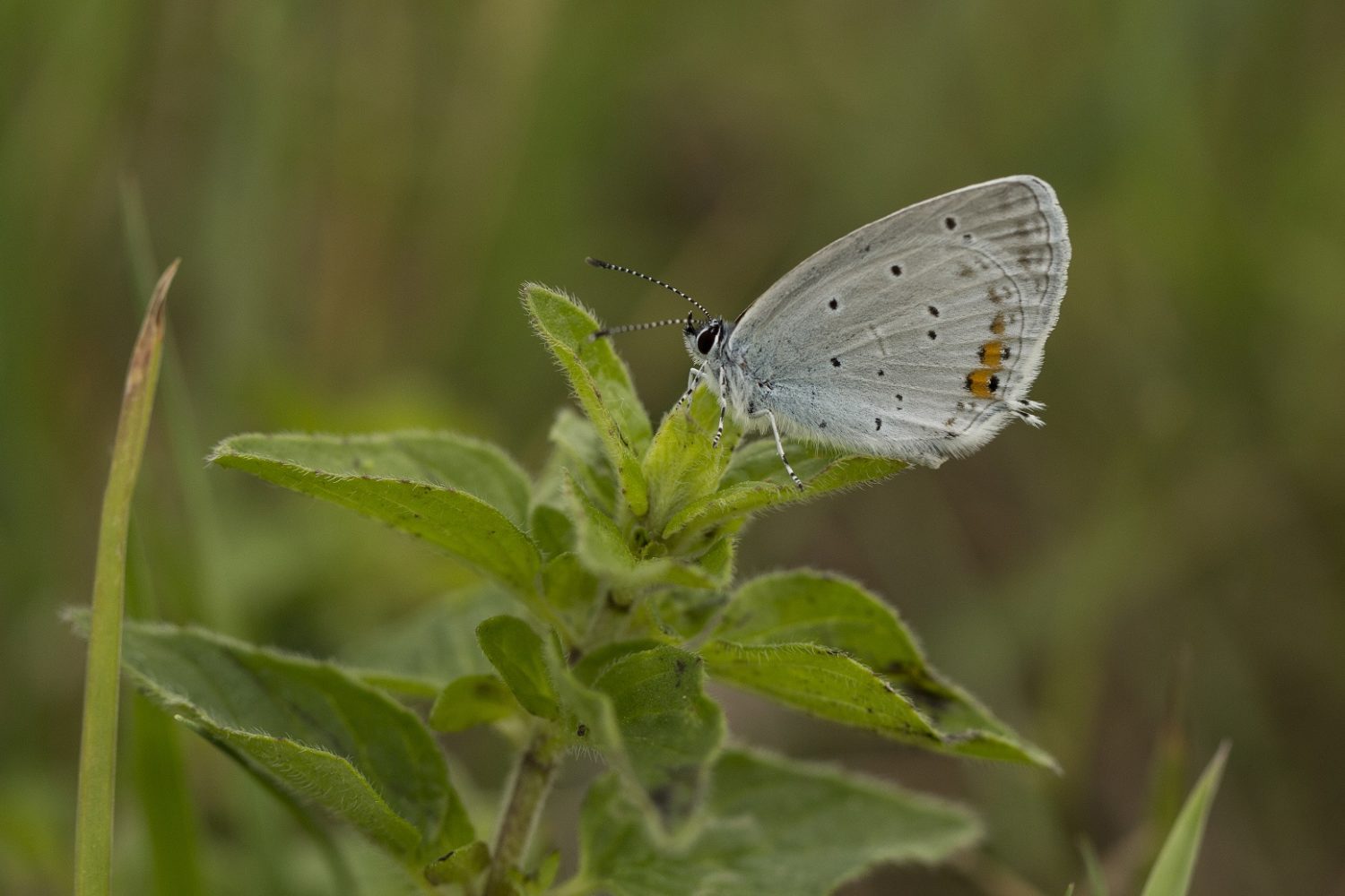 Staartblauwtje imago event vlinders en libellen in NL Winterswijk