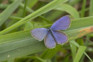 Staartblauwtje vlinders en libellen in Nationaal Landschap Winterswijk