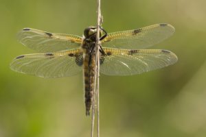 Viervlek vlinders en libellen in Nationaal Landschap Winterswijk
