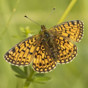 Parelmoervlinder vlinderreis in drie landen