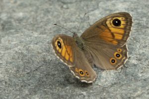 Rotsvlinder imago vlinderen in drie landen Goldcrest Nature Tours