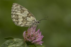 Dambordje vlinderreis in drie landen