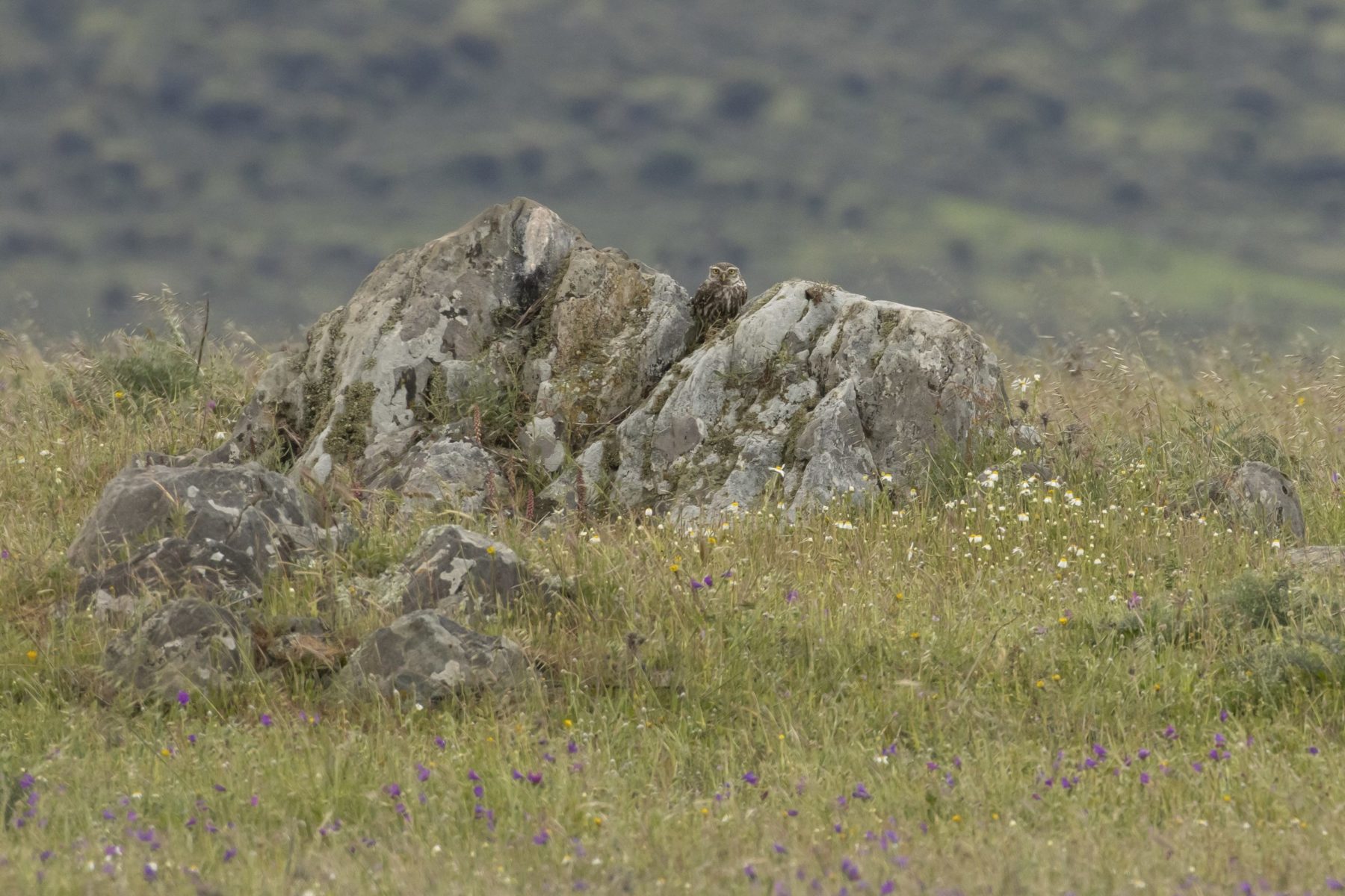 Steenuil Steppe van Belén Extremadura