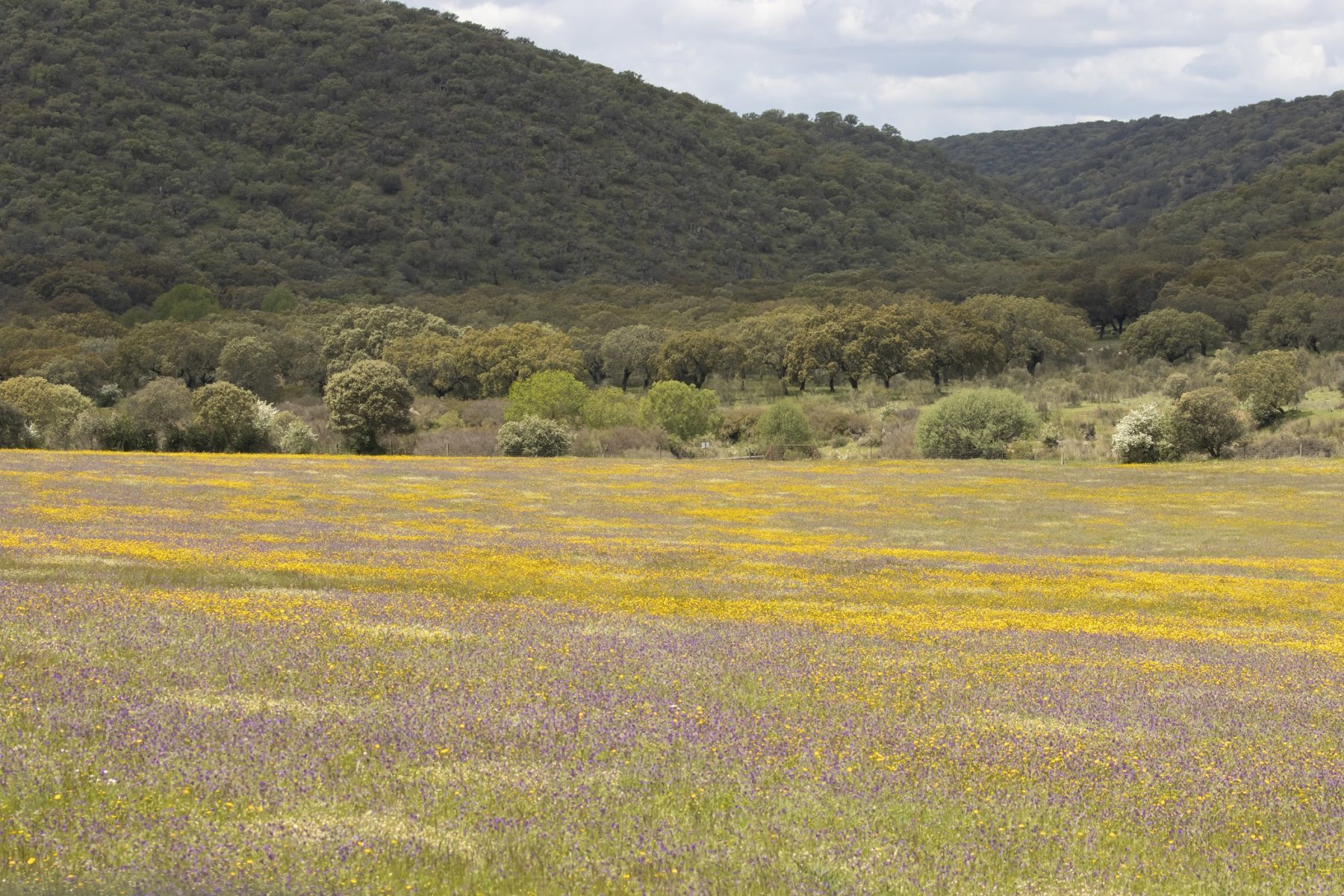 Velden vol met bloemen in Extremadura Spanje