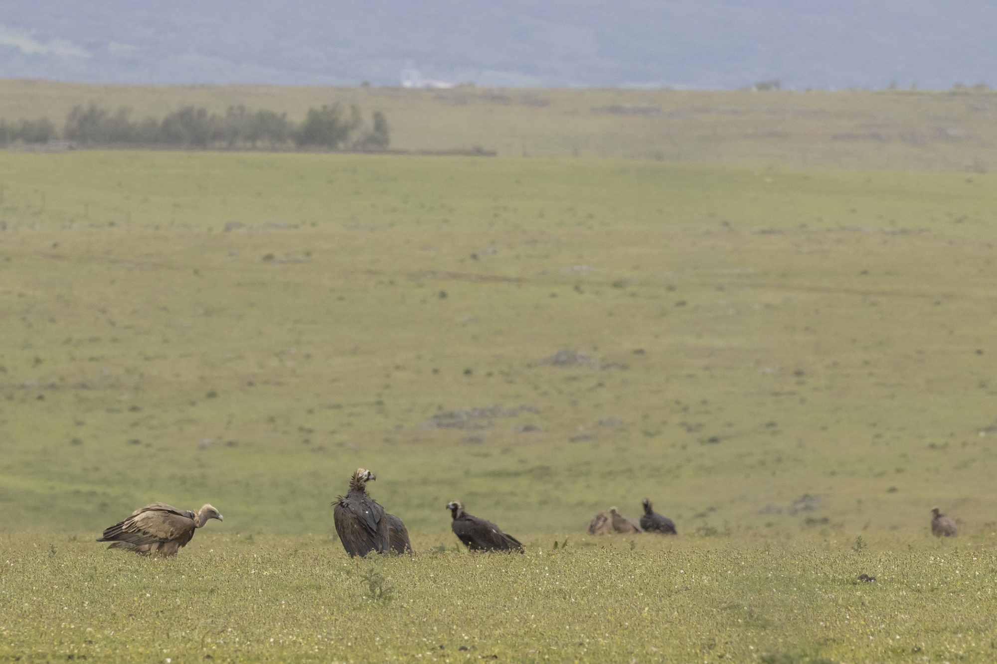 Roofvogels en Gieren bij een karkas op de steppe in Extremadura