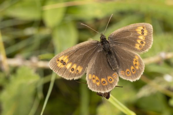 Amandeloogerebia imago Vlinderen in de Zwitserse Alpen