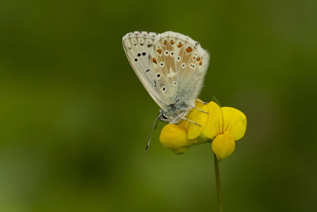 Bleek blauwtje Vlinderen in de Zwitserse Alpen