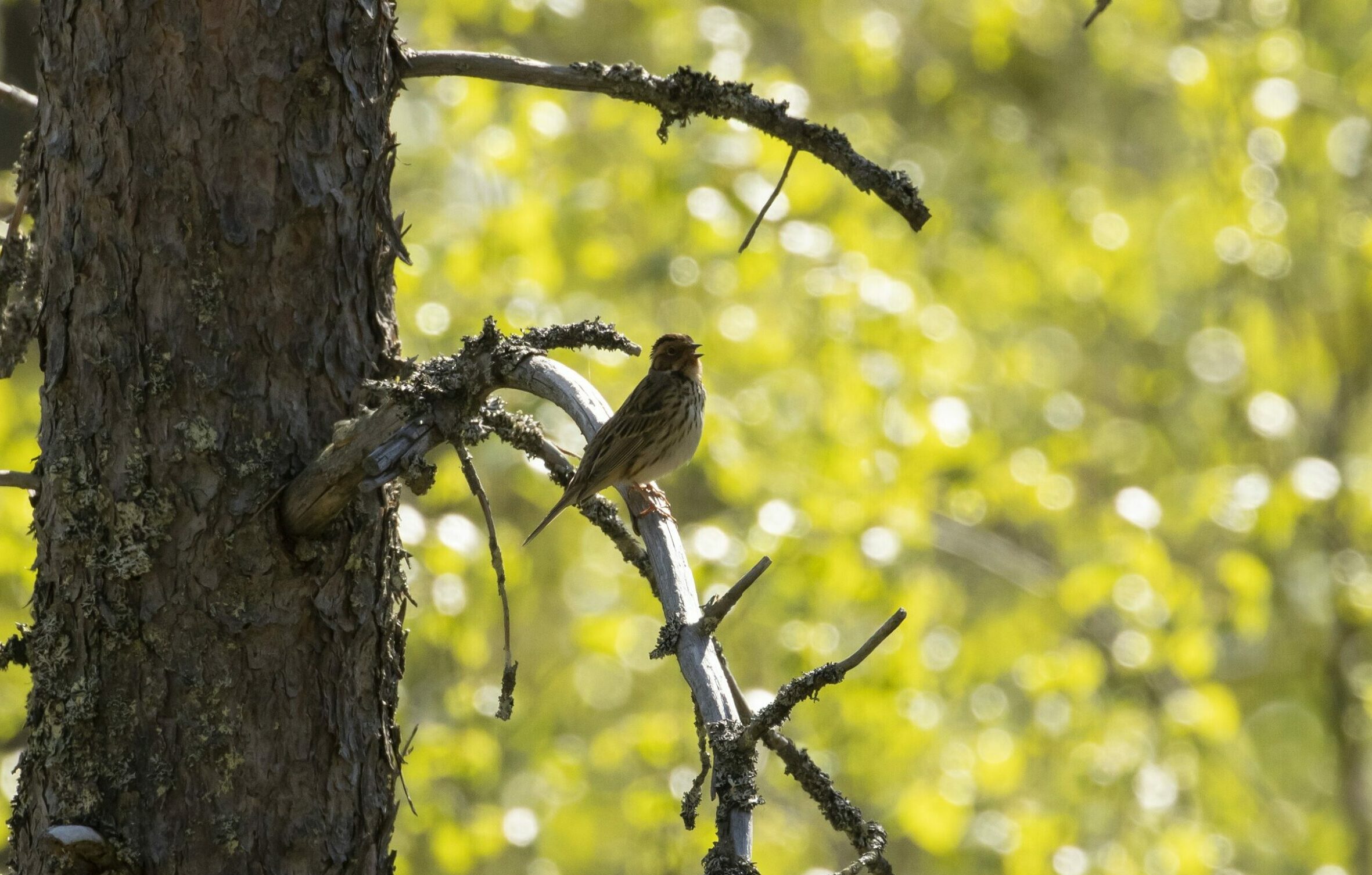 Dwerggors reisverslag vogels kijken in Finland en Varanger