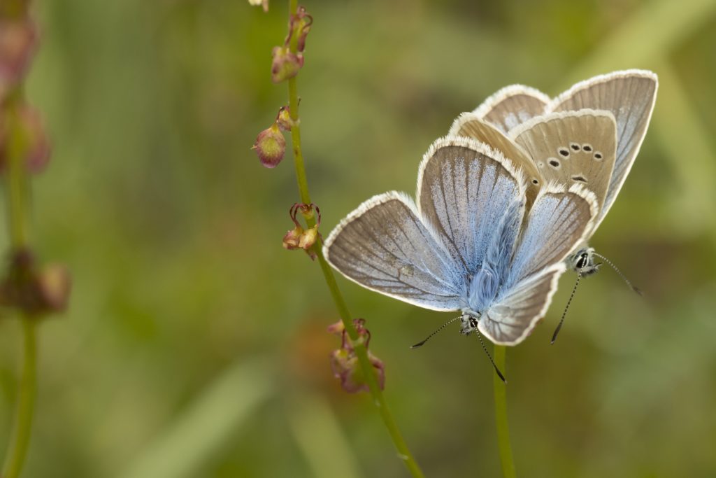 Twee Witstreepblauwtjes imago