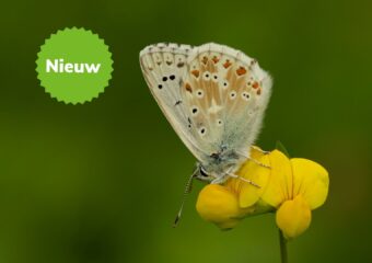 Vlinderen in de Zwitserse Alpen