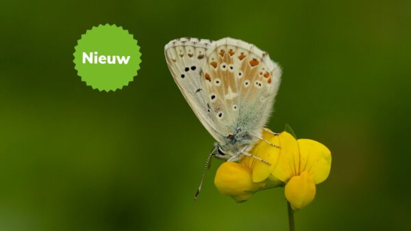 Vlinderen in de Zwitserse Alpen